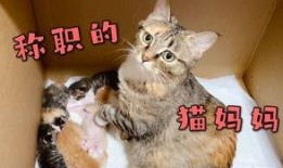 向死而生二狗最新爆料,揭秘背后惊人真相